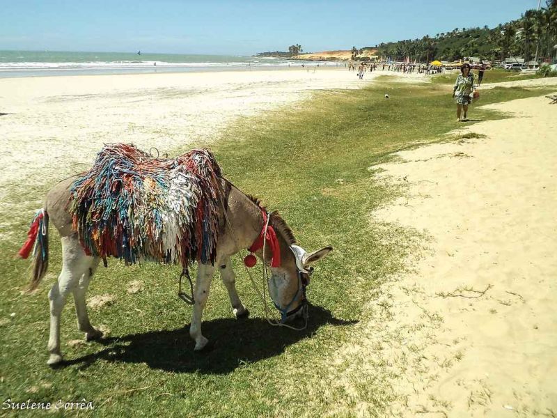 o jegue - praia de lagoinha.jpg